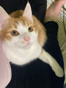 Котик Мурзік