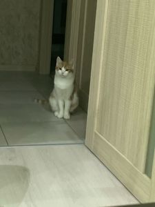 Котик Мурзік