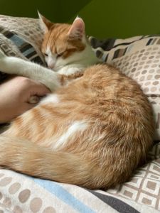 Котик Мурзік
