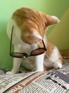 Котик Мурзік