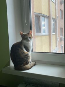 Кішка Пенелопа
