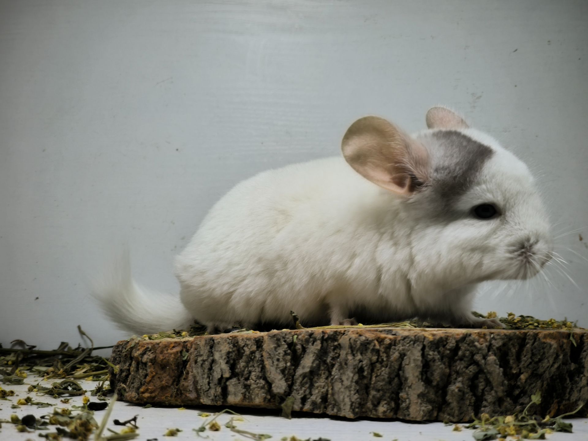 Хлопчик білорожевий мозаїчний