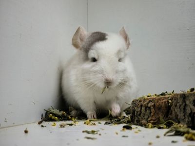 Хлопчик білорожевий мозаїчний