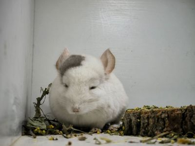Хлопчик білорожевий мозаїчний
