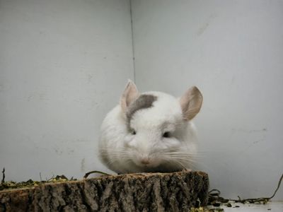 Хлопчик білорожевий мозаїчний
