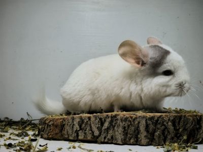 Хлопчик білорожевий мозаїчний
