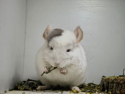 Хлопчик білорожевий мозаїчний