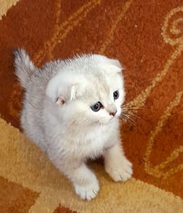 мальчики-красавчики скоттиш фолд ищут новый дом