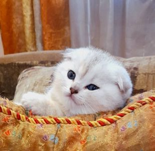 мальчики-красавчики скоттиш фолд ищут новый дом