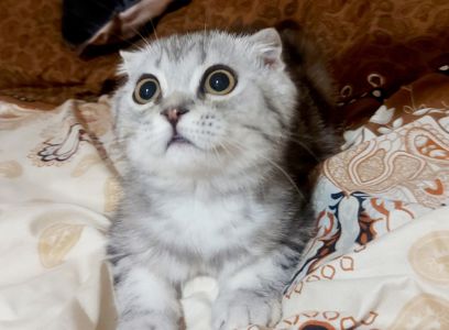 Чистокровный шотландский вислоухий катенок