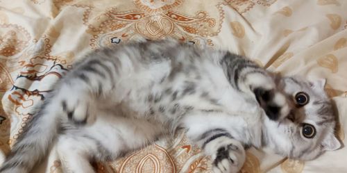 Чистокровный шотландский вислоухий катенок