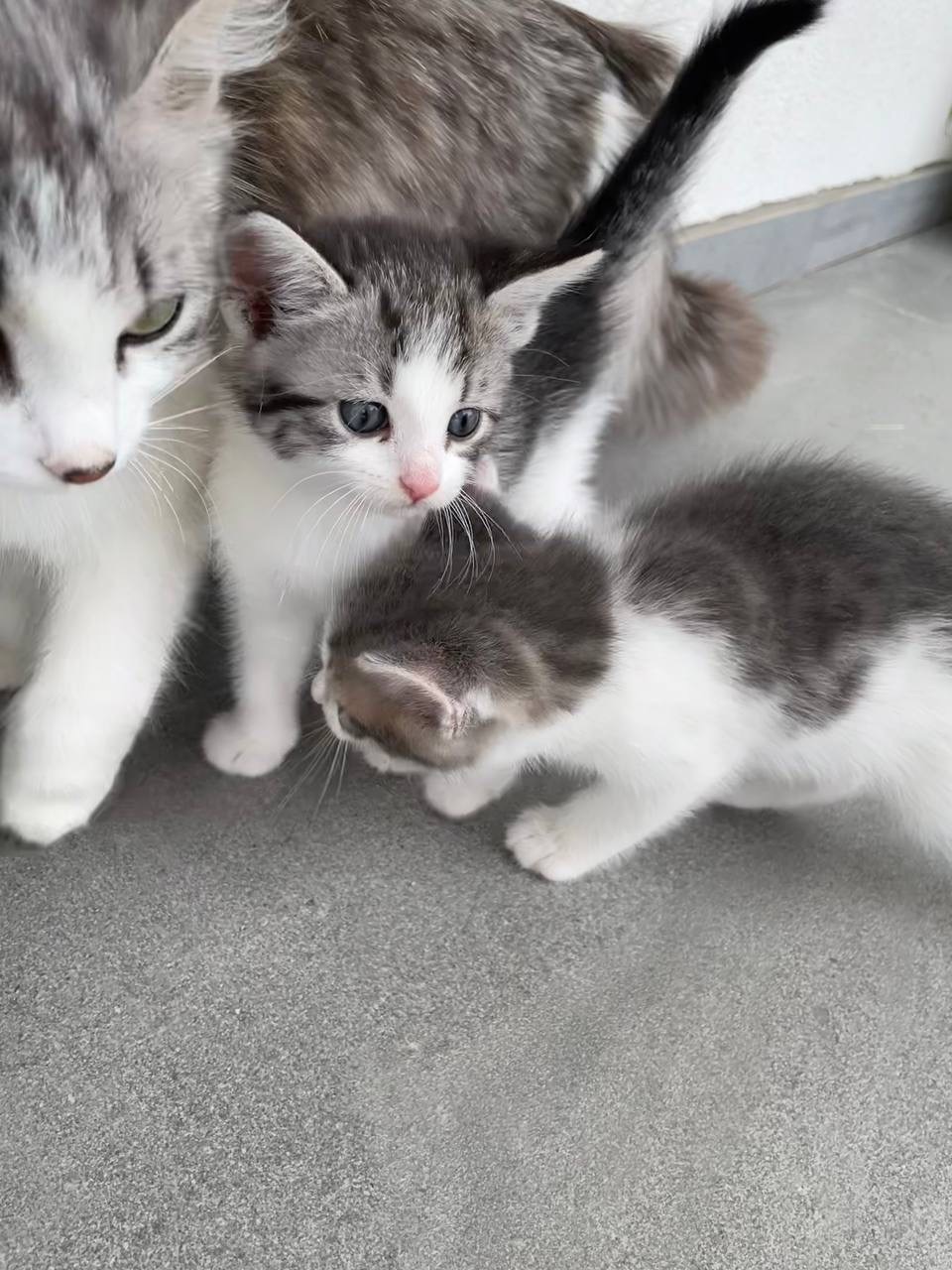 Кошеня в добрі руки