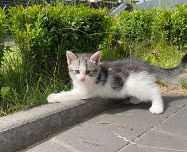 Кошеня в добрі руки