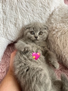 Шотландські кошенята. Пухнасті клубочки щастя. Готові до переїзду