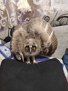 Сова