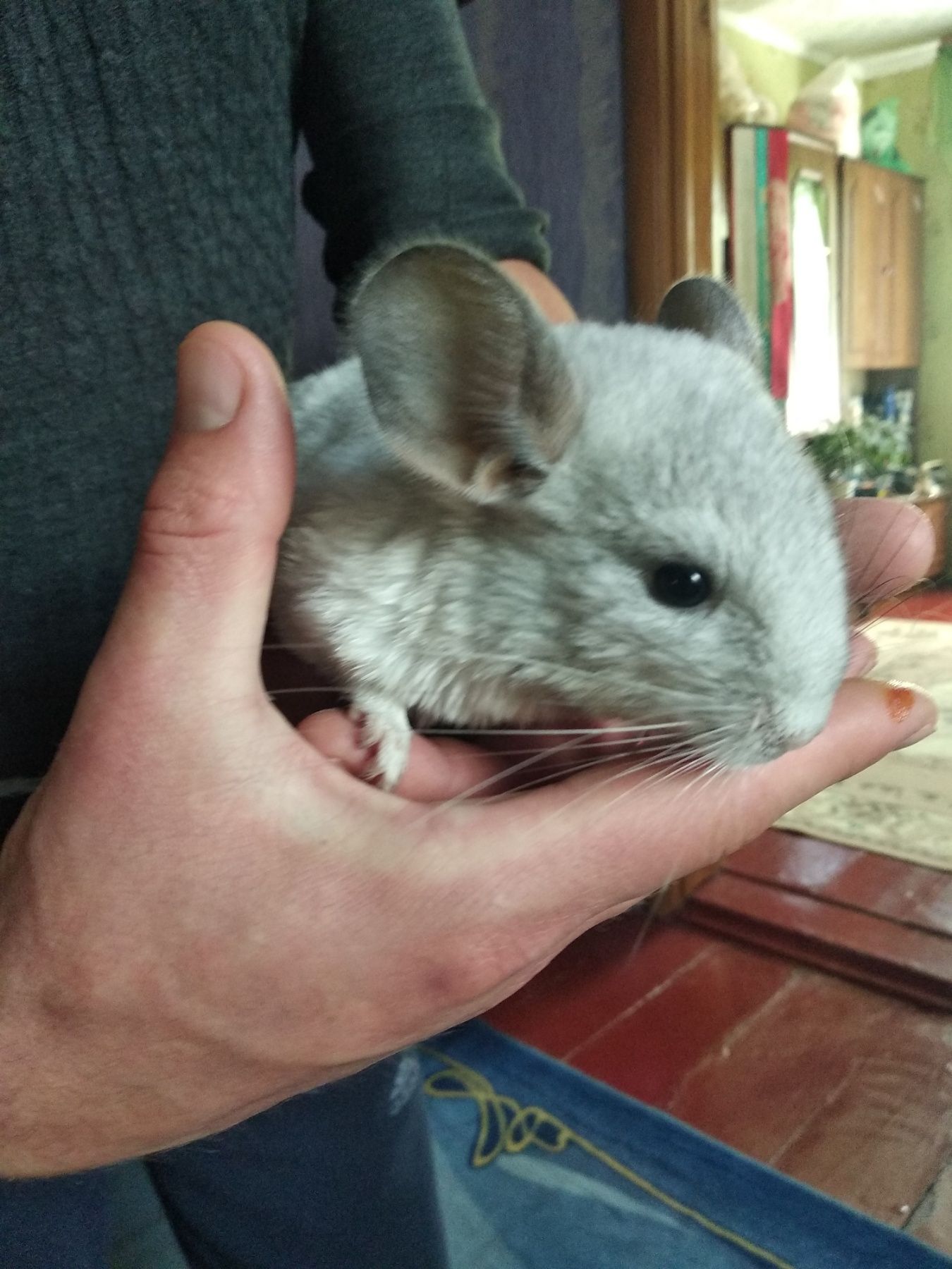 Шиншила Білий Вільсон