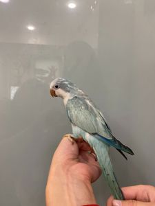 Блакитний монах ручний папуга