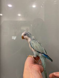 Блакитний монах ручний папуга