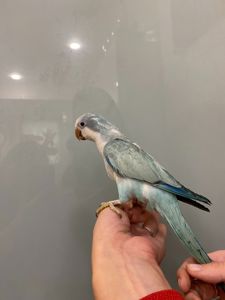 Блакитний монах ручний папуга
