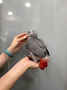 Кмітливий жако
