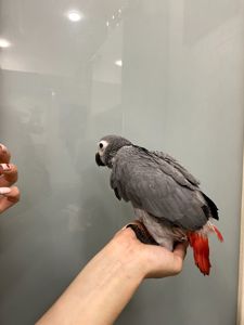 Кмітливий жако