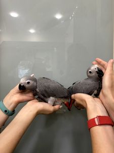 Пташенята жако