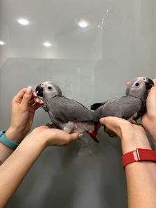 Пташенята жако