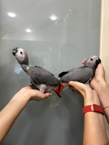 Пташенята жако