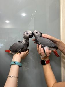 Пташенята жако