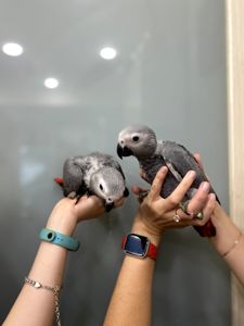 Пташенята жако
