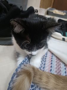 Кошенята