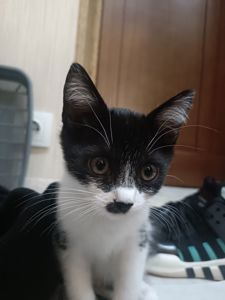 Кошенята