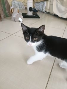 Кошенята