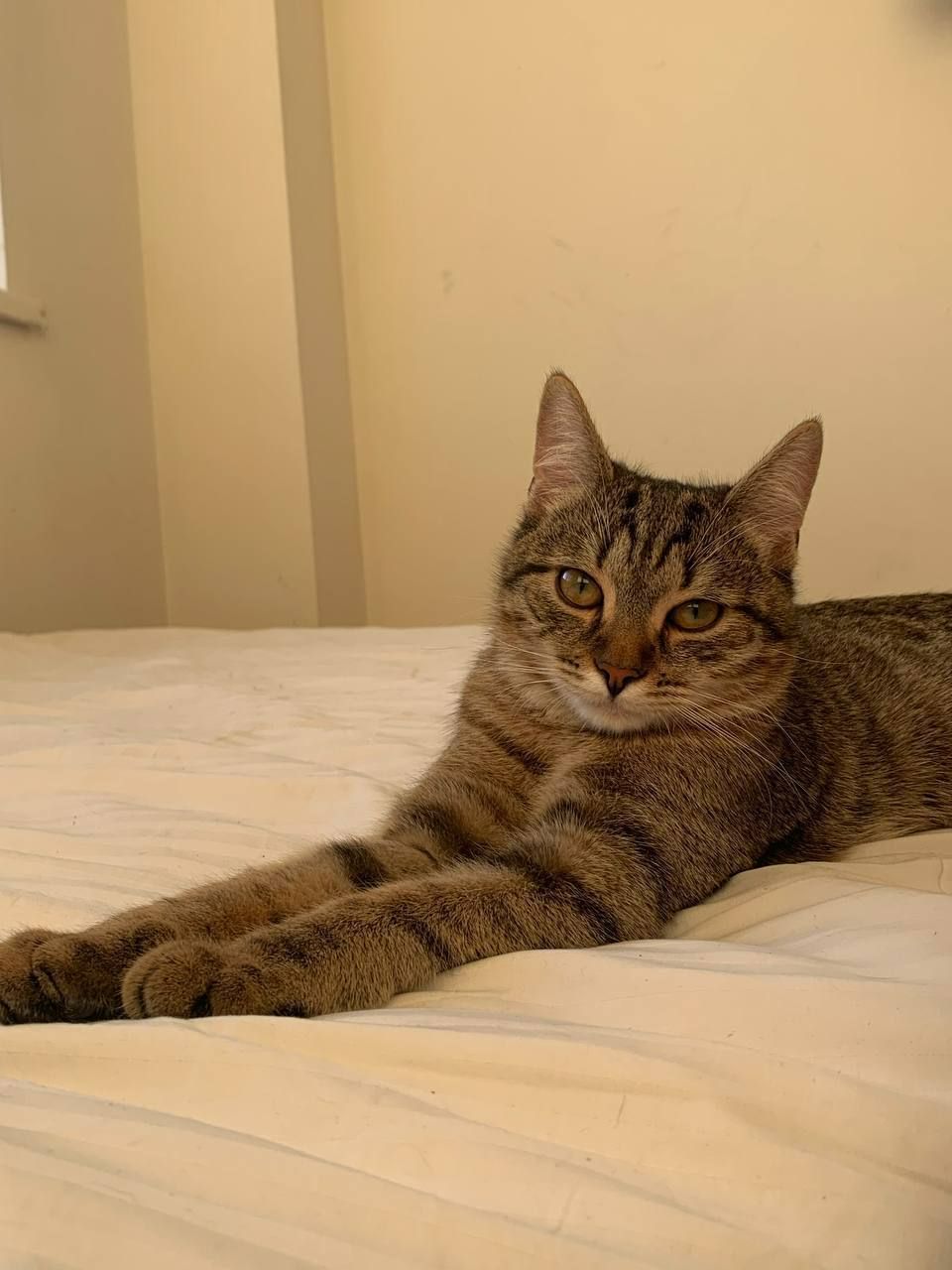 Котик Тіма