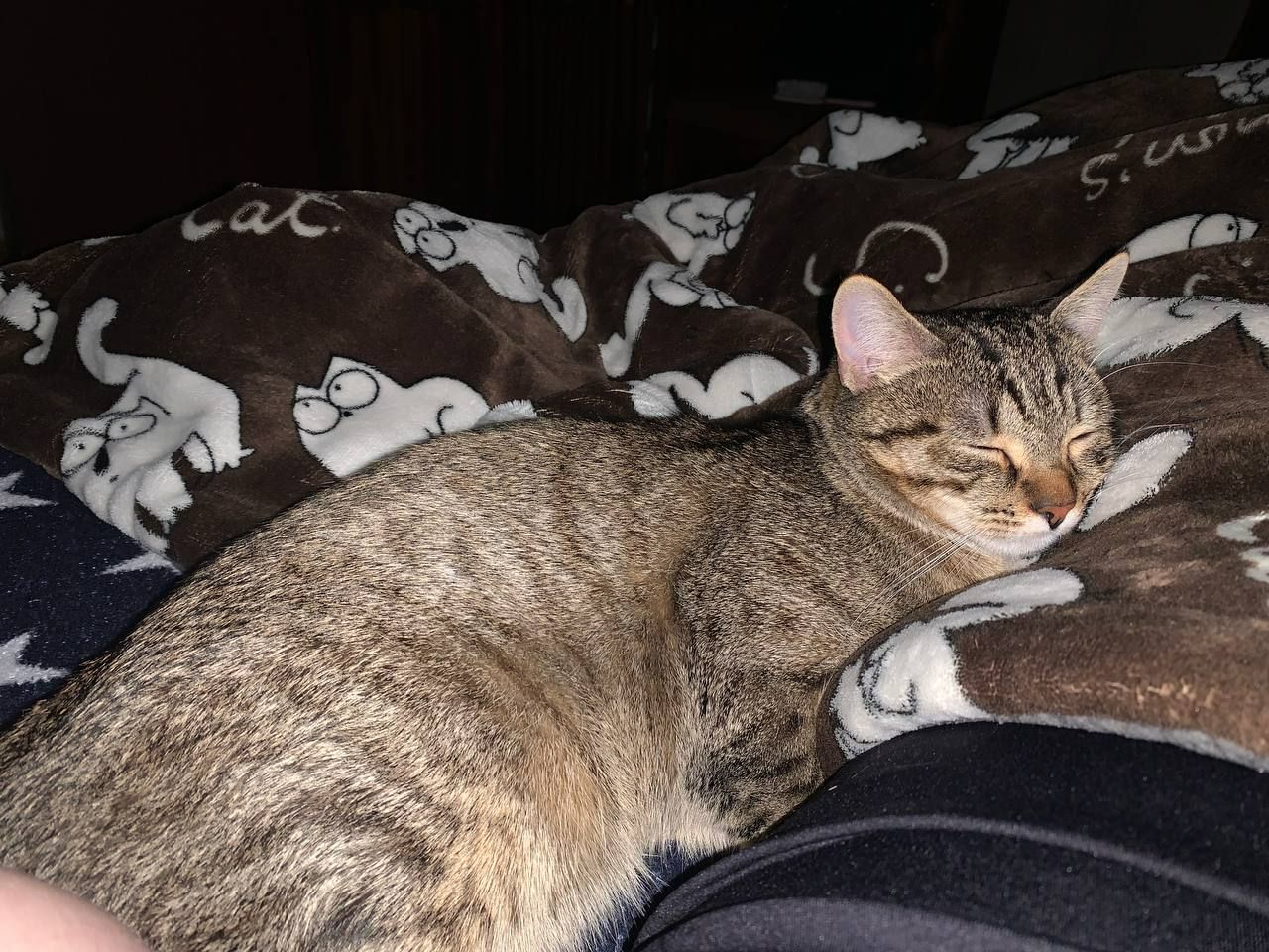 Котик Тіма