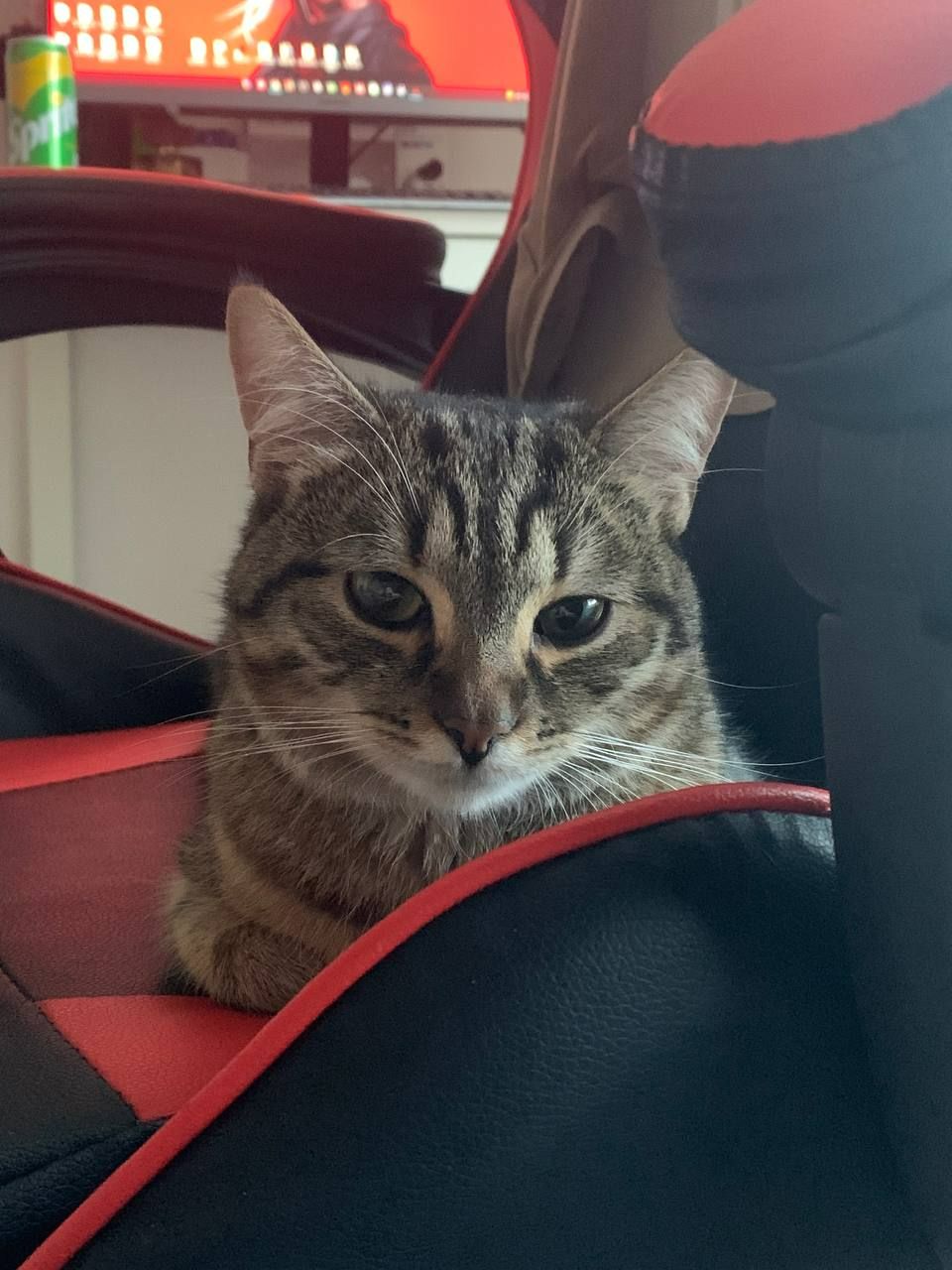 Котик Тіма