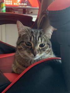 Котик Тіма