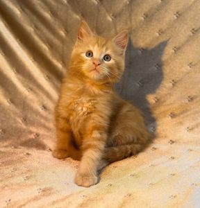 Кошенята Мейн-кун