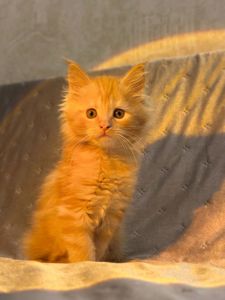 Кошенята Мейн-кун