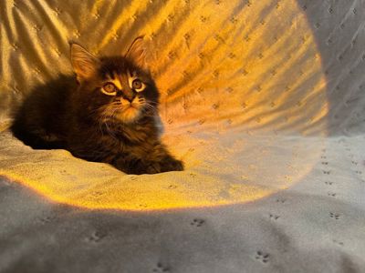 Кошенята Мейн-кун