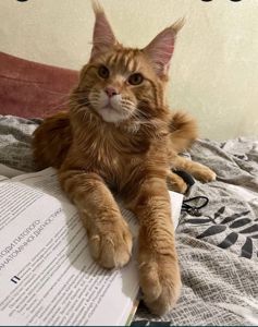 Кошенята Мейн-кун