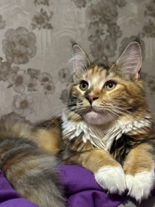 Кошенята Мейн-кун