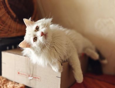 Френд