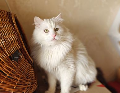 Френд