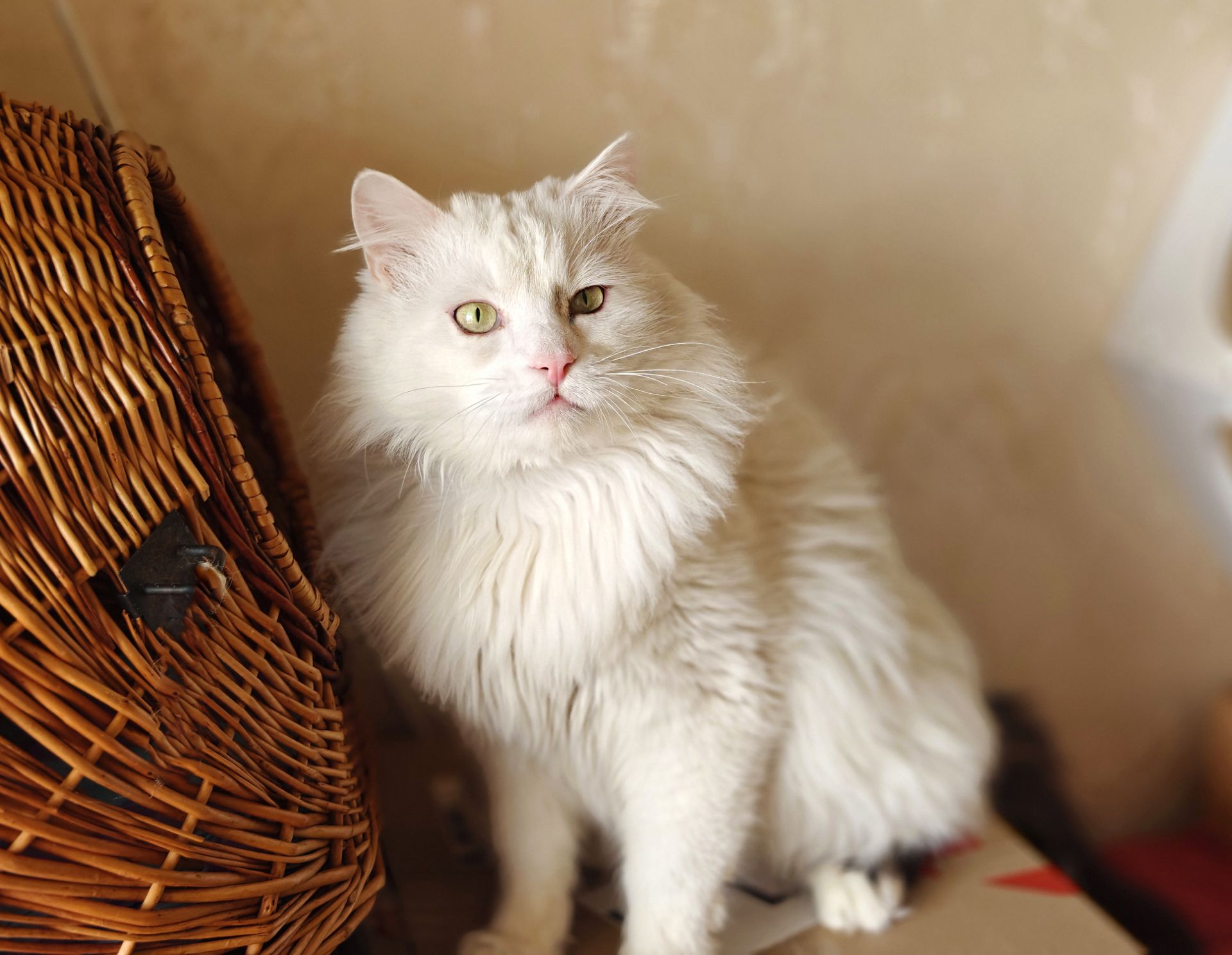 Френд