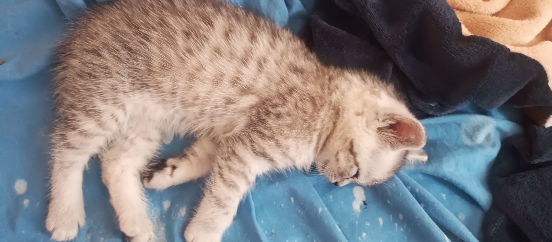 Хлопчик скотиш страйт