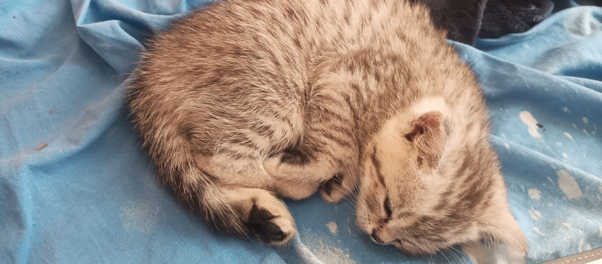 Хлопчик скотиш страйт