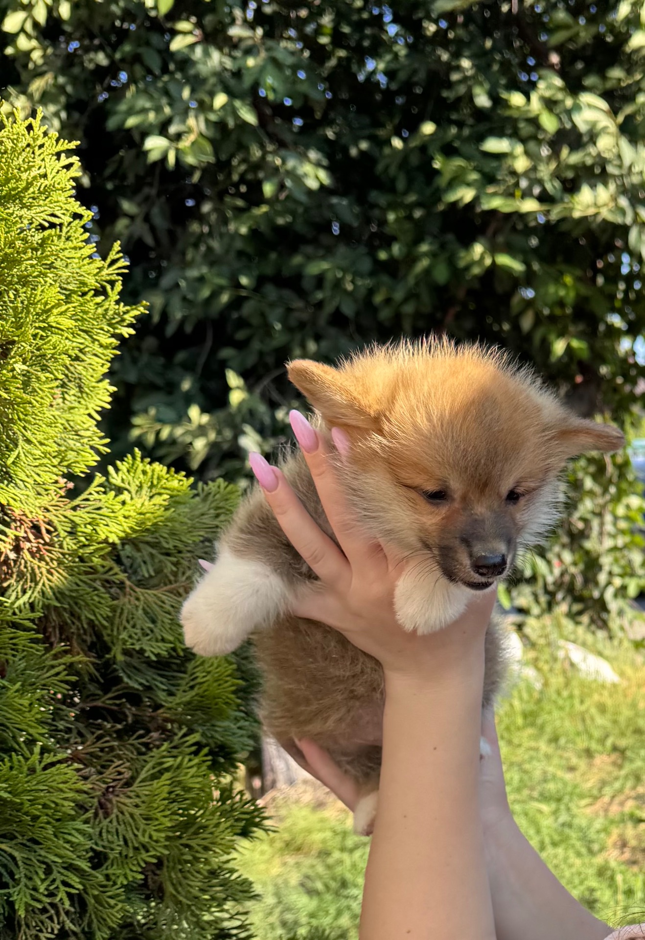 Хлопчик коргі
