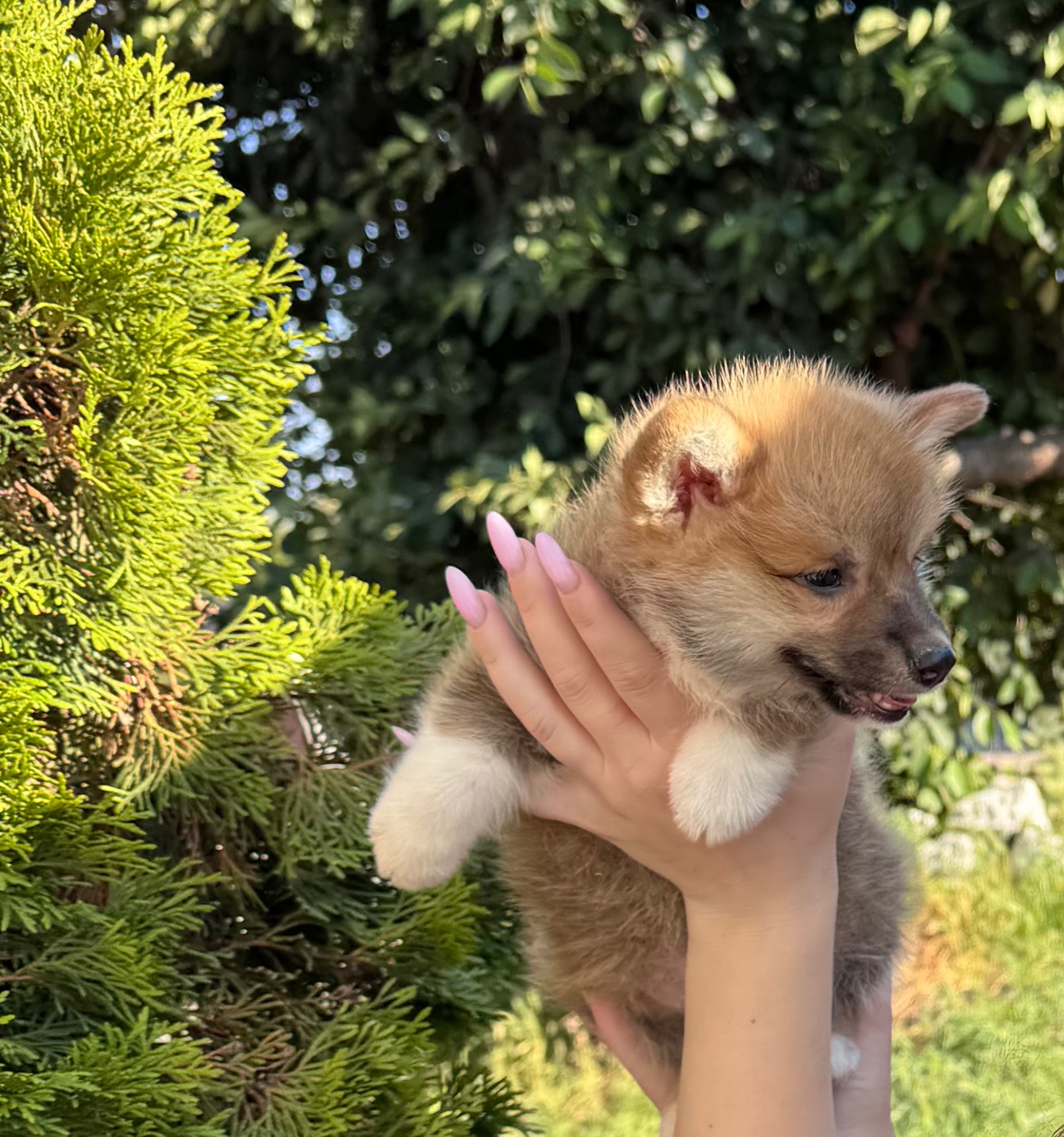 Хлопчик коргі