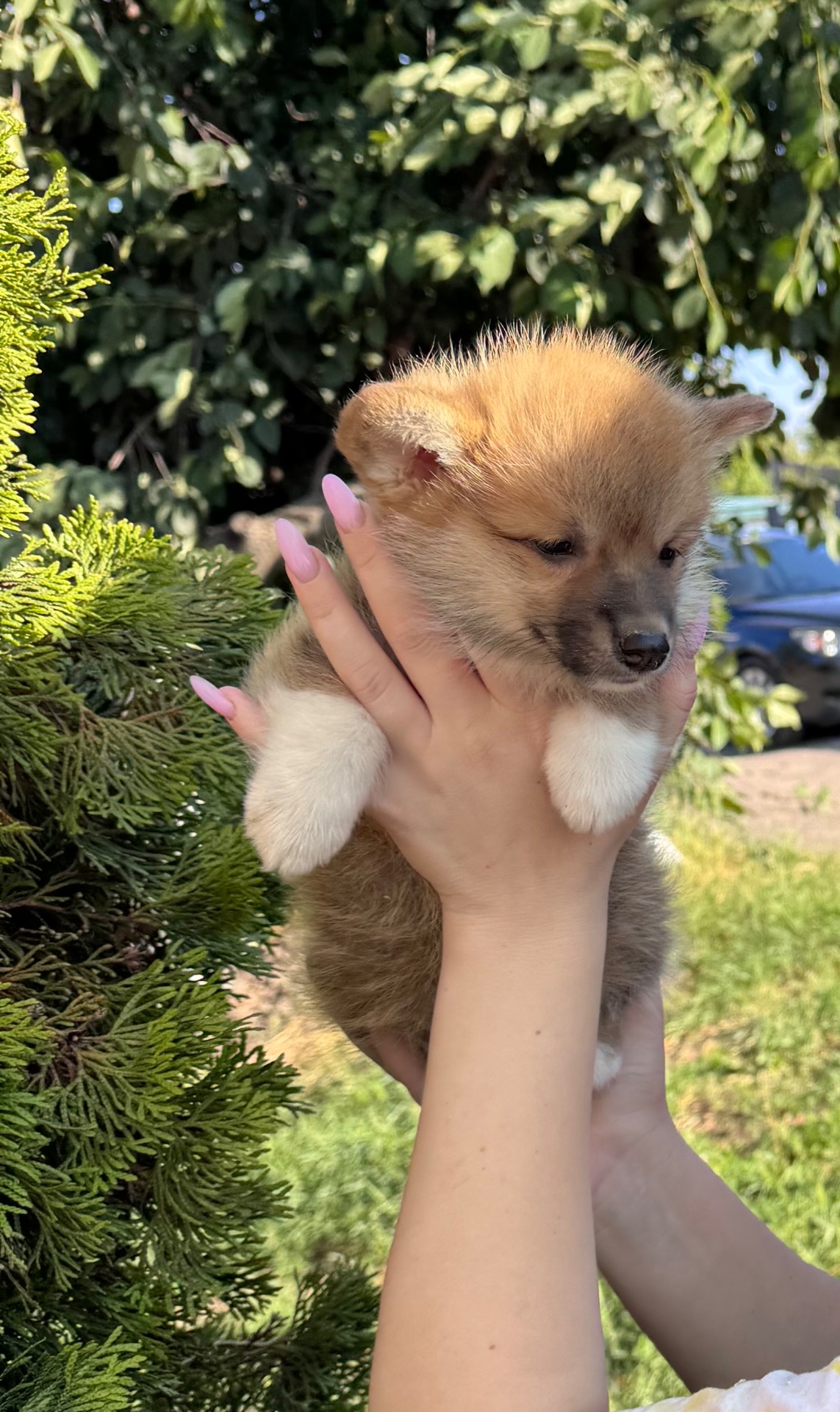 Хлопчик коргі